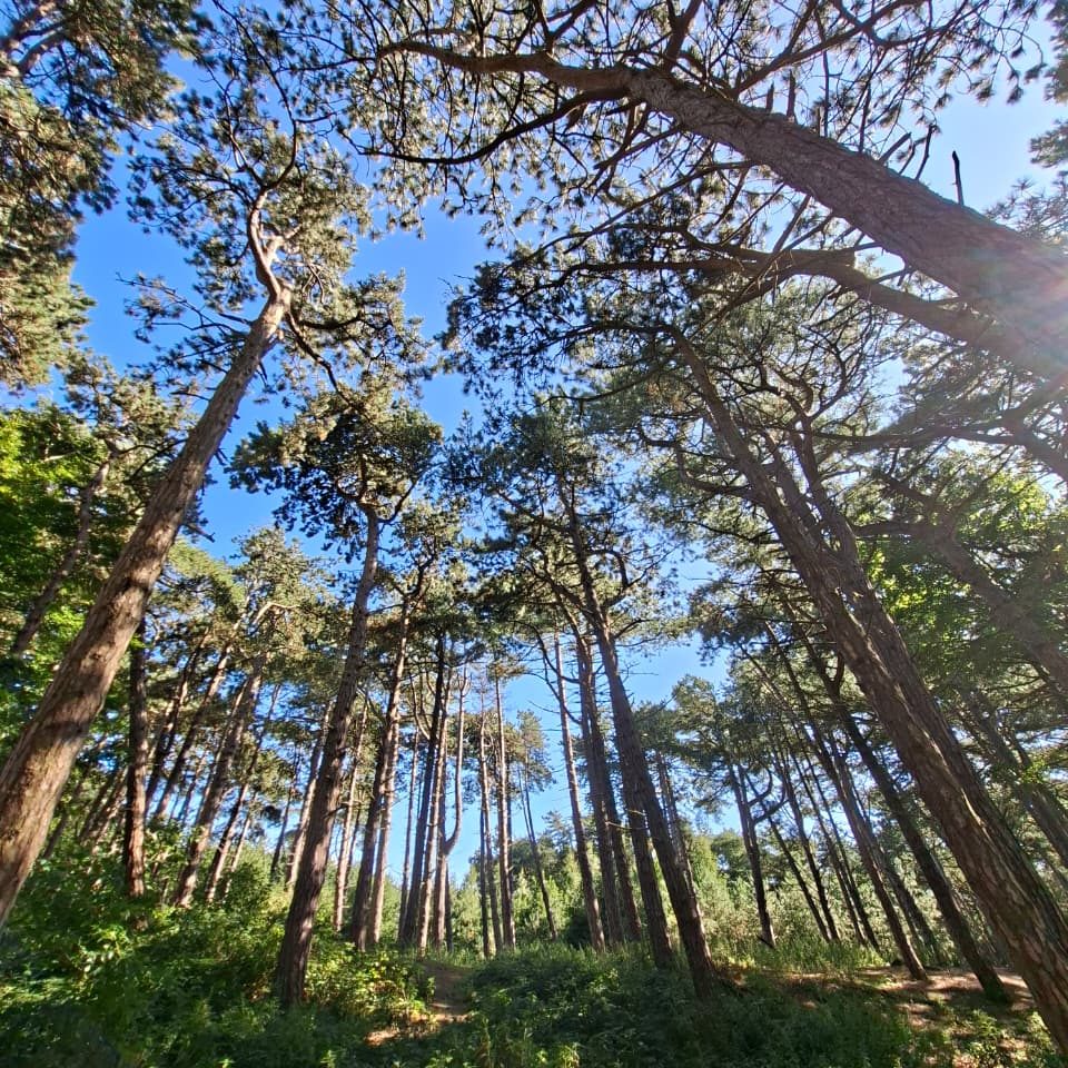 Getting some shade among Formby's pine trees.